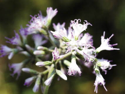 ยาแก้ Vernonia volkameriifolia Wall. ex DC.<br/>ASTERACEAE